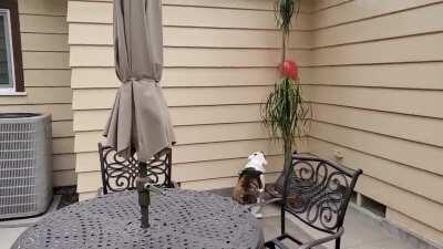 This guy loves balloons.