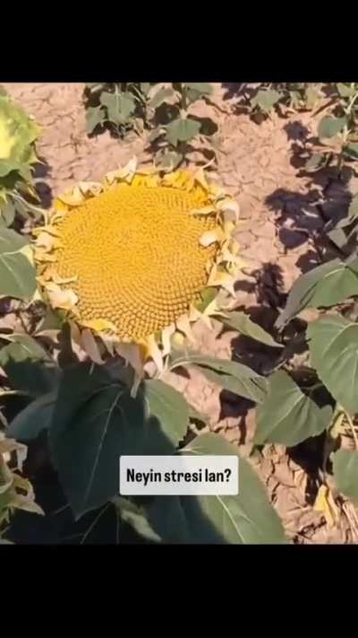 Ay çiçeğine söven adam