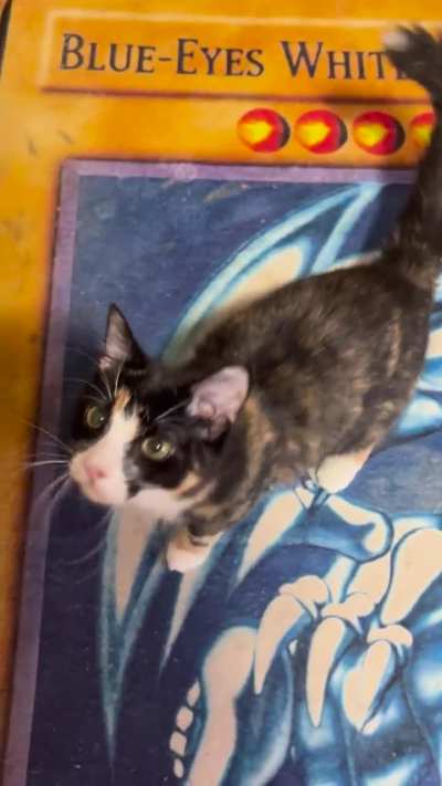 trilling, purring, and chirping: all in a day’s work for Email