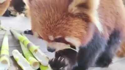 Red Pandas enjoy Sugar canes