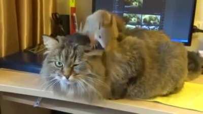 Possibly the most patient kitty in the world with his little squirrel buddy.