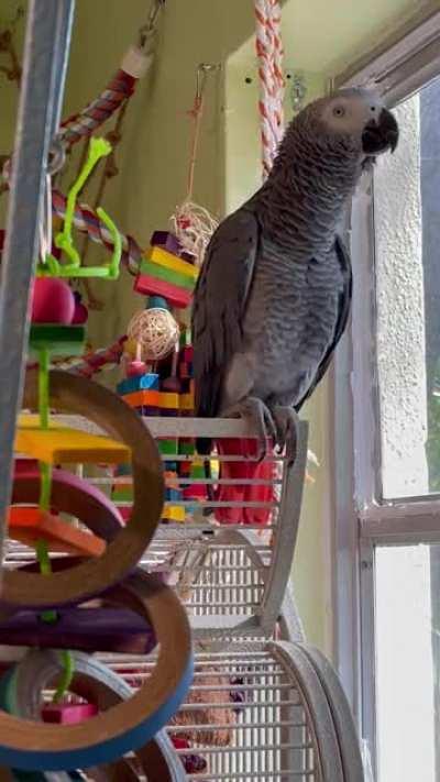 What happens when you raise a rooster near an African Grey