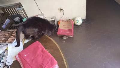 Echo al gato, o adopto al ratón?