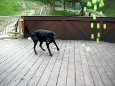 Dog's dream comes true!