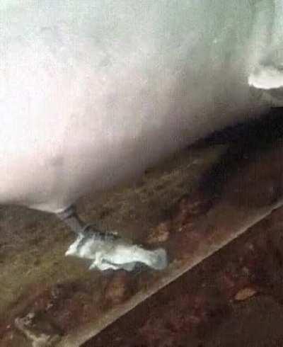 Dolphin uses a dead fish as a fleshlight