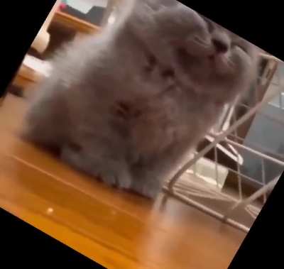 Fear His Wrath‼️😸