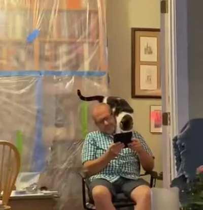 This cat does trust falls.