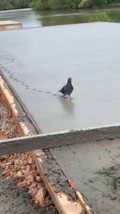 Yes, just another reason to hate Pigeons.