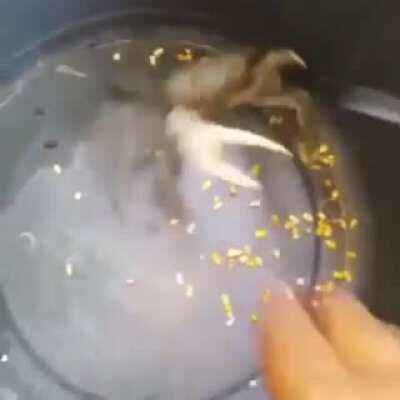 Cuando el cangrejo es de Ecatepec