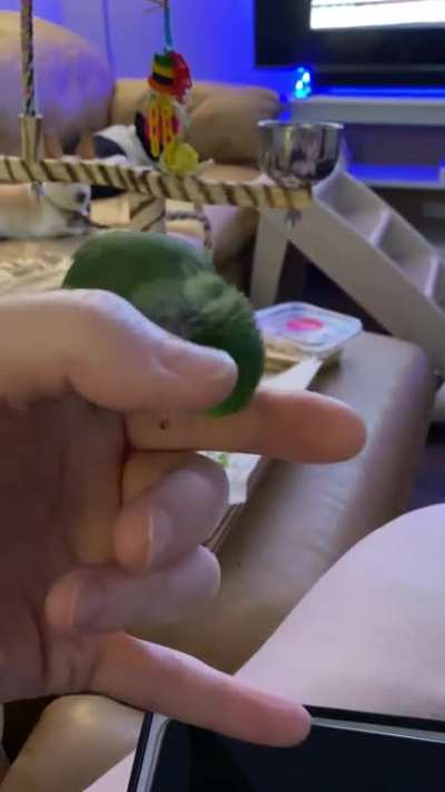 Must scritch spicy jalape&ntilde;o