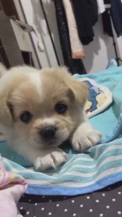 When cute tries to act tough!