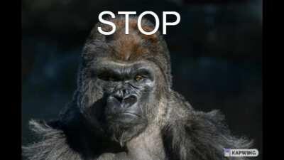 Allah monkey inshallah