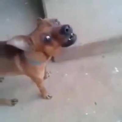 Xinga a mãe mas não diga isso!