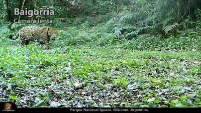 Impresionante yaguareté en la reserva natural de la defensa Puerto Península