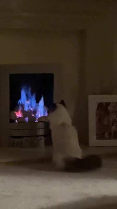 [OC] LoW lEvEL cAT eNGagEs FirE ELemEnTal bOsS aNd gEtS dEStROyED