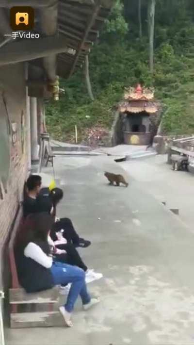 Let me push this monkey into the water, WCGW?