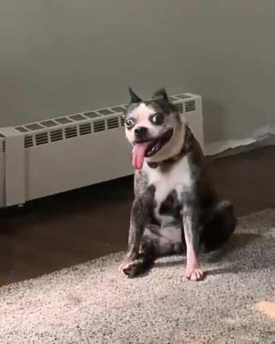 Very special very good boi