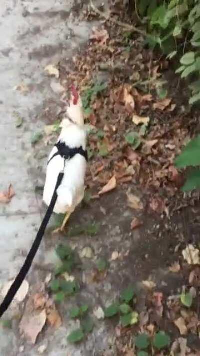 Carol taking a nice little stroll through midtown!