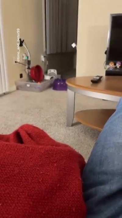 Ever seen a hedgehog in airplane mode?