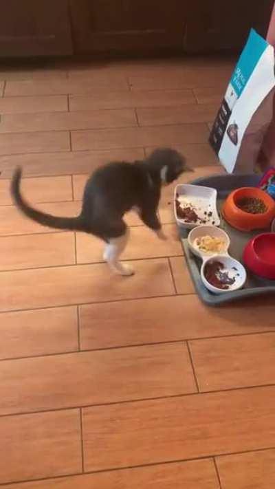 Kitten goes crazy over omelette