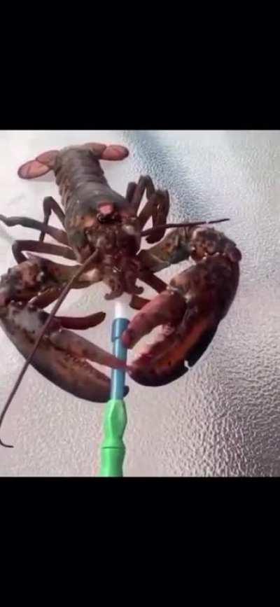 Vaping is an important part of establishing your place in the dominance hierarchy