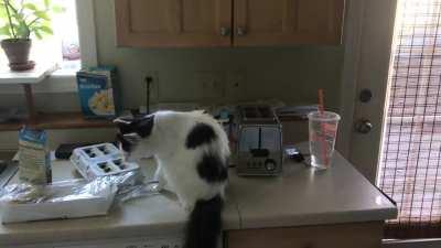 Here's my little guy's first experience with a toaster.