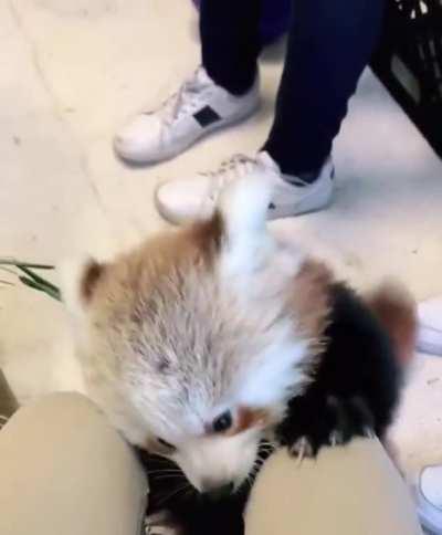 Red pandas are so goofy