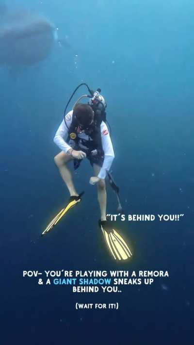 Friendly shark in the ocean