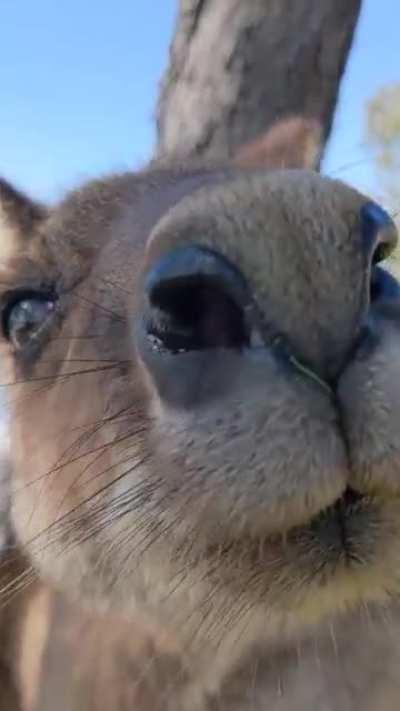 Kangaroo boop with my phone