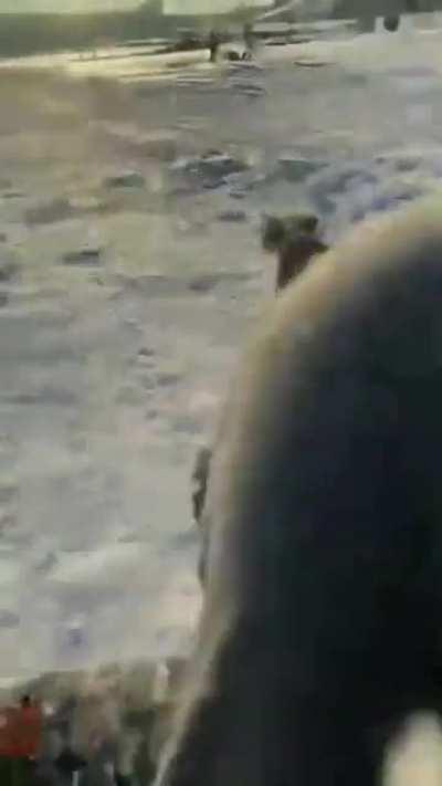 Doggo wants to race down a slope and the camera man never loses him out of site