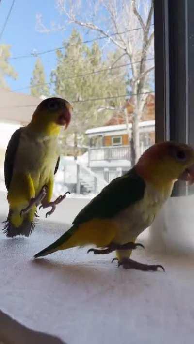 Bouncinbirb