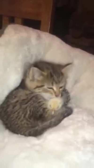 Kitten taking care of this chicken