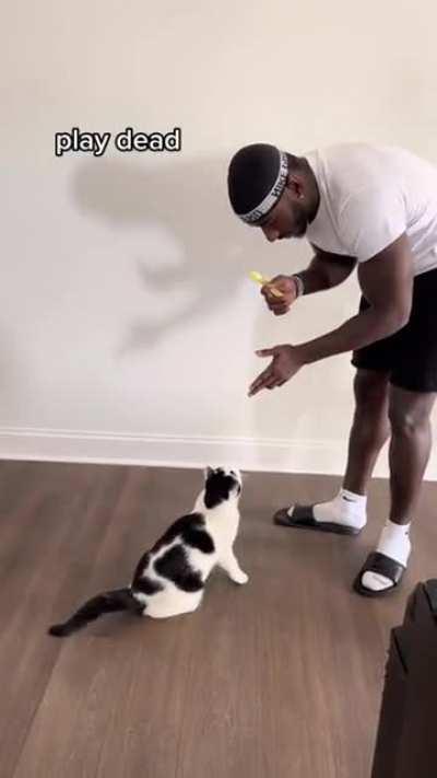This owner managed to teach his cat some cool tricks that normally cats won't do