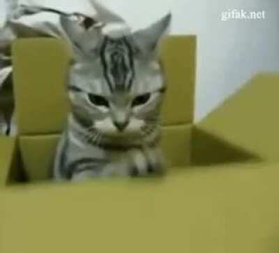 Алекс Юстасу... Шеф, всё пропало...