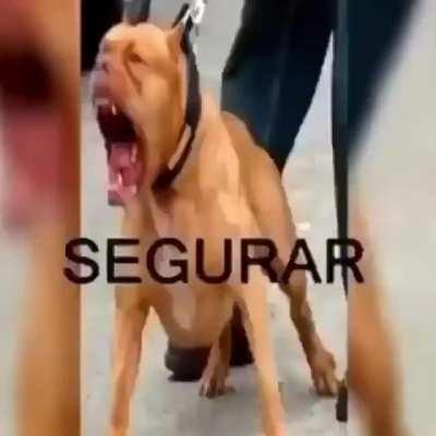 Vo pega no teu pau em