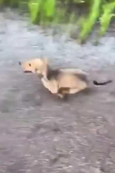 Dog BRUTALLY falls to the GROUND and is IGNORED by OWNER