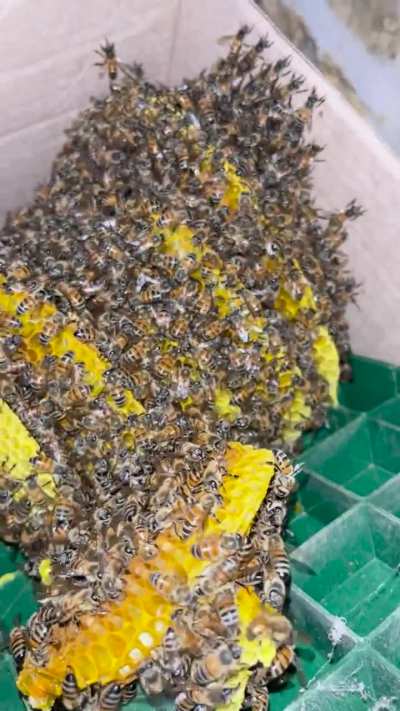 Put up for the night! We did well, no stings!