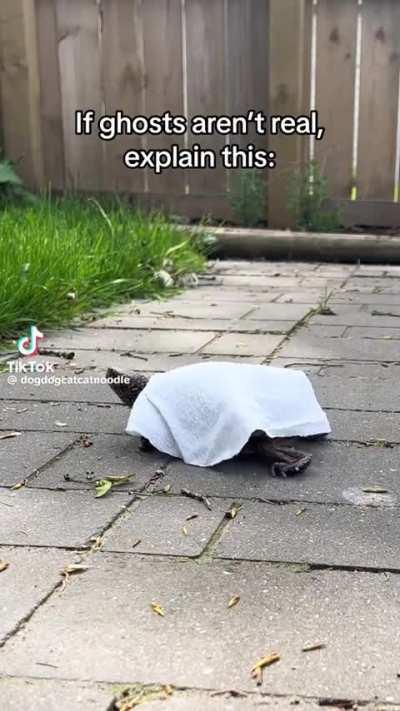 Checkmate, skeptics. Good luck debunking this