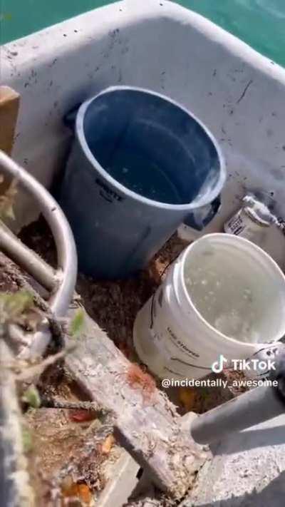 Crab tries to shotgun a whiteclaw