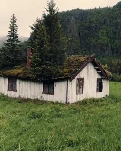 When nature reclaims itself - video/credit: pilotviking (Instagram)