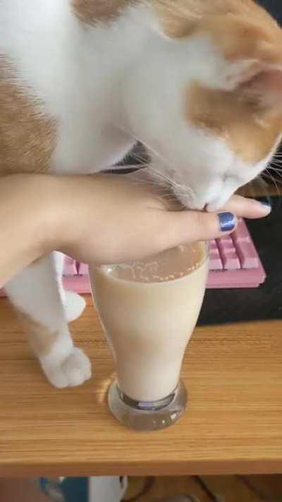 Lancelot's 🅱️raincell has only one goal: to drink the tea