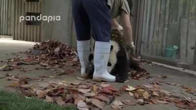 Pandas just being pandas while a zookeeper desperately tries to rake leaves