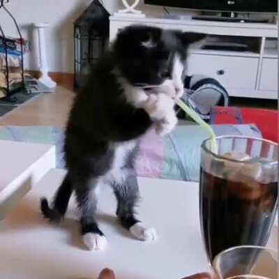 Cat.