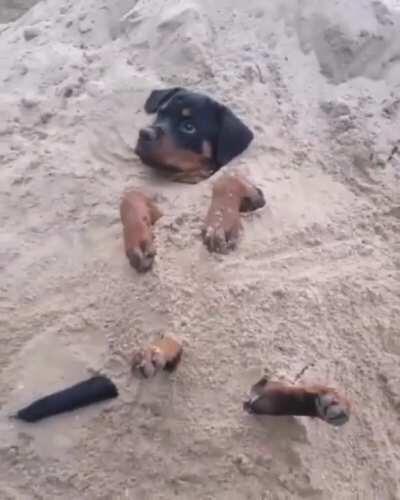 And still wags his tail