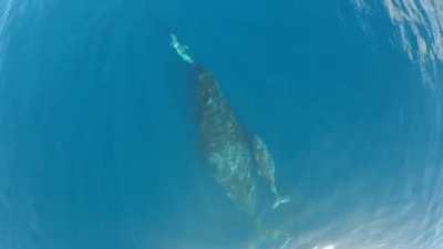 🔥 Mother Dolphin and Whale introduce their children to each other.