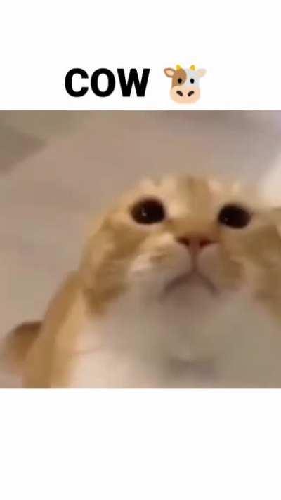 Weird cow (not click bait)