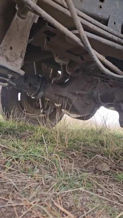 That's no little kitty