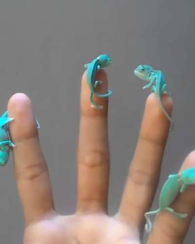 !!!!! Turquoise chameleons all need new names