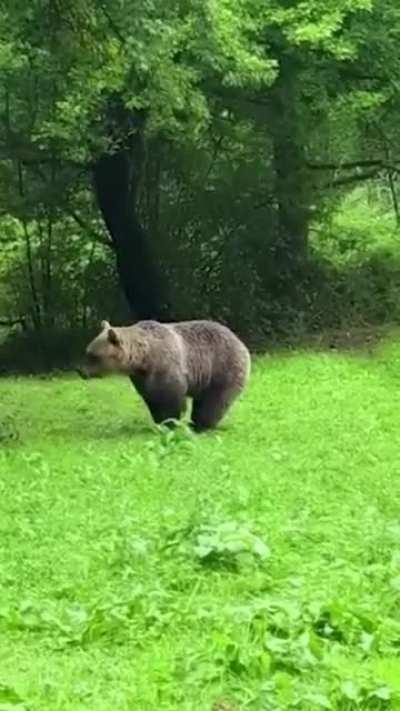 Jumping for apples! Rescue bear, Rocco, at Four Paws Bear Sanctuary.