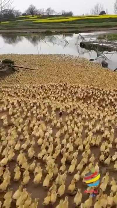 Ducklings going for bath